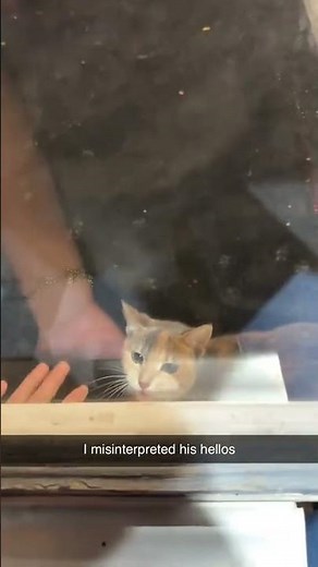 @mpeezeeno: The protector of the lobby 😭 we lowkey deserved this. #cat #catlover #kitty