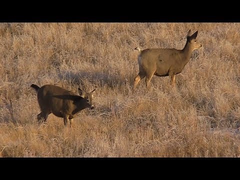 LOVE my NEW Canon XA11 Camcorder! | Wildlife Footage!