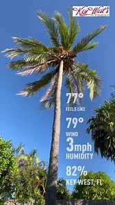 1.3K views · 54 reactions | PALM TREE WEATHER REPORT!便☀️ It’s another perfect day in Key West! Fantasy Fest week is in full swing! Check our EVENTS tab for the scheduled events. | Key West Finest | Facebook