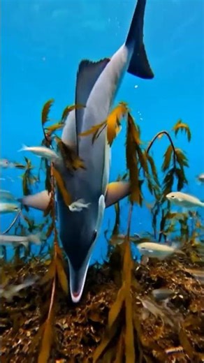 Micro Camera on a Mahi-Mahi | Real POV of a Dolphin Fish Exploring the Ocean