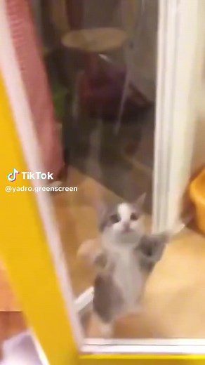 Happy Happy Happy Cat Meme credit to owner | Lovely Animals World