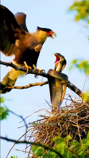 Eagle vs Snake Fight! 🐍🦅 Nest Attack in 4K | Real Jungle Predator Clash"