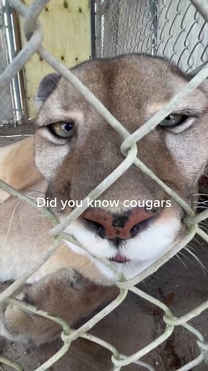 Volume up to hear the beautiful Kohe, purring while our keepers clean her enclosure. #cougar #mountainlion #bitcat #purring #floridapanther #panther #meow #purr #relaxed #sanctuary #10MillionAdoptions #FindYourEdge