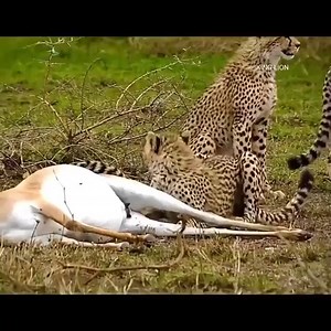 16K views · 275 reactions | leopard try to k@ll | Animals usa | Facebook
