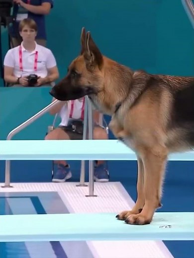 Dogs Doing Backflips Off Diving Boards?! 🐶💦Funniest Pet Trick Show Ever! #dogtricks #funnydogs #dogs