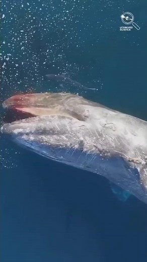 What Happens when a Blue Whale Dies 🐳