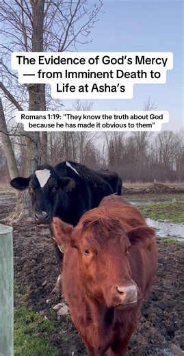 Romans 1:19 tells us that God’s truth is made obvious to everyone. Today, we see that truth reflected in the eyes of Phoenix and Cheyenne. These two were headed toward a merciless end, but today they stand as a living testament to the wave of mercy spreading across the world. As more sanctuaries open their doors, God’s compassion for all His creatures becomes impossible to ignore. From a