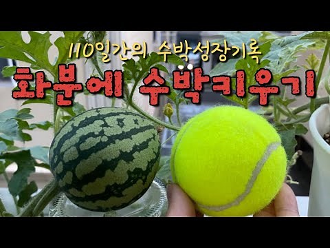 집에서 화분에 수박키우기~!수박씨를 심어서 수확하는 모습까지 모두 담았습니다^^*#Watermelon in pot