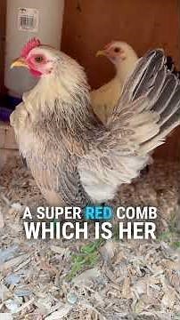 Understanding Fairy Eggs: Why Young Hens Lay Small Eggs