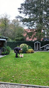 Directional training to a cone, with Danger. | Dog Training Dick Staal
