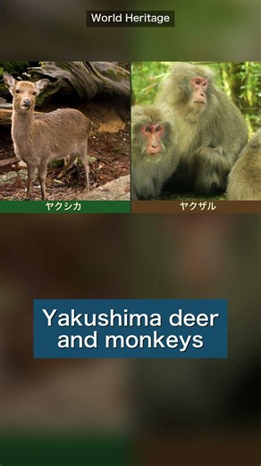 35 Days of Rain a Month?! | Yakushima, Japan's First World Heritage 🌧️