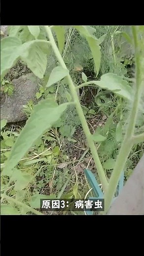 ミニトマトの葉が全て黄色に！原因と対策【18秒で解説】 #家庭菜園