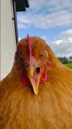 Best animals yawning compilation EVER