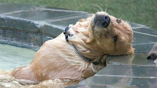 The laziest dogs you’ll ever see