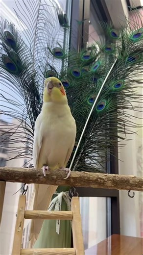 Adorable Cockatiel Jerry's Super cute Singing and dancing Moments 🦜🎶☺️ #cockatielscraze #birdsinging