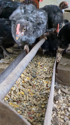 How Fast Do These Baby Chicks Grow?