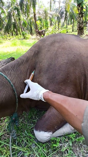 Vitamin administration for cattle with BEF #animalhealth #cow #cattledisease #animals #cattleworld