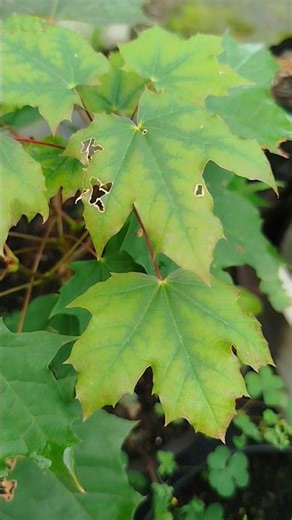 Acer Platanoides 🇧🇻🍁
