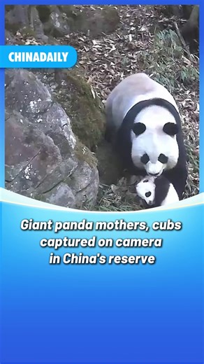 Check out the newly-released footage of giant #panda mothers with their cubs captured on an infrared camera in #China's Giant Panda National Park. #animals 🐼🐼🐼 | China Daily