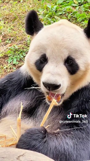 Pandas Disfrutando de su Bamboo: Una Delicia Visual
