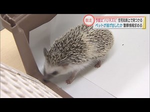 ペットが逃げ出したか 浜松市の住宅街でハリネズミを「拾得」