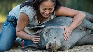 13K views · 859 reactions | Celebrate the love of Catskill Animal Sanctuary with a tax-deductible gift today. Your generosity will be DOUBLED up to $100,000! Your gift helps twice as much! | Catskill Animal Sanctuary | Facebook