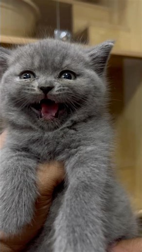 Adorable Kitten Meowing #britishshorthair #kitten #cute #meowing