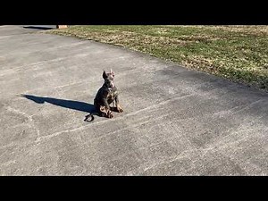 Blue Doberman Puppy "Moon"