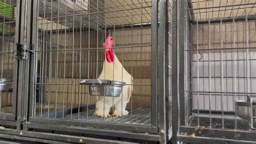 Avian flu fast facts: What to know about the bird flu