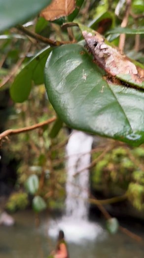 Exploring El Yunque National Forest: Waterfalls and Adventure