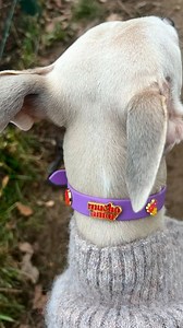 POP DOG 🐶🌈 | Média & accessoires pour chiens on Instagram: "Découvre nos laisses et colliers sur www.popdog.fr 🌈 Pour maîtres et chiens stylés 🐶✨ . . #CollierChien #LaisseChien #LaisseWaterproof #DogAccessories #PopDogStyle #FrenchDogBrand #MarqueFrançaise #DogLovers #DogHumour #DogFashion"