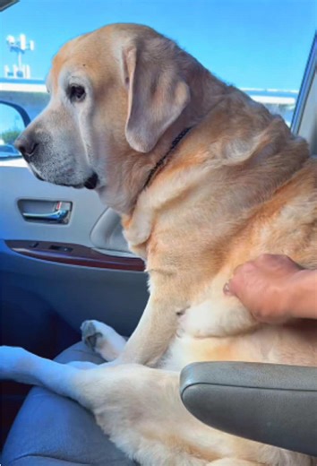 Yellow Labrador Retriever: Companion for Dog Lovers