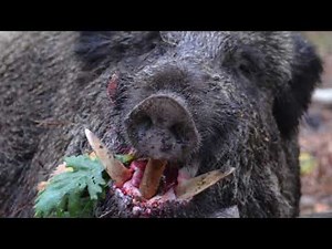 Best Of Tirs en Battue 2ème edition!!