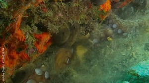 A male octopus (Octopus vulgaris) ejects a burst of sand to impress a nearby female, a display often seen before mating. This behavior highlights the fascinating courtship rituals of cephalopods.