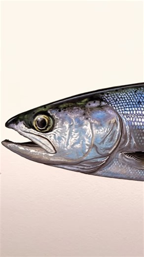 Amadeo Bachar on Instagram: "Top 3 asked about fish at the ISE(that I didn’t have)…Finally got that Kokanee checked off!😅"