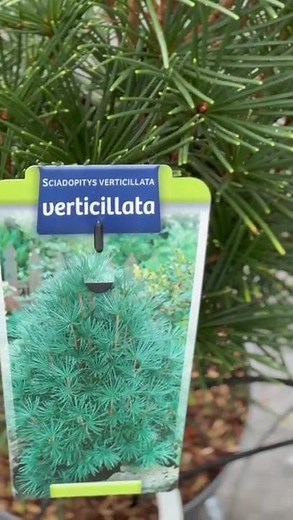 Large Japanese Umbrella Pine. Sciadopitys Verticallata. @charellagardens