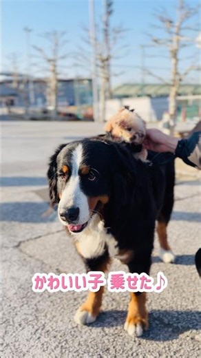 A Bernese Mountain Dog with a Tiny Poodle on Its Back 🐾
