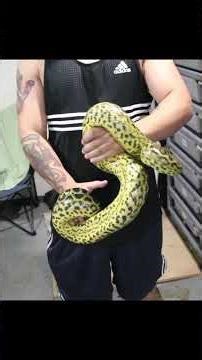 This 15-Foot Snake Could Crush You #anaconda #snake #wildlife