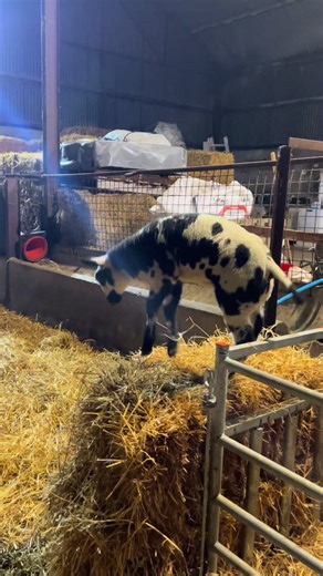 Fun Lambing Season on the Farm! 🐑