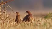 few Young pheasants sunbathe and groom their feathers in a harvested...