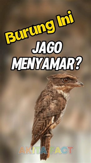 Burung Ini Jago Menyamar! #faktaunik #education #informatif