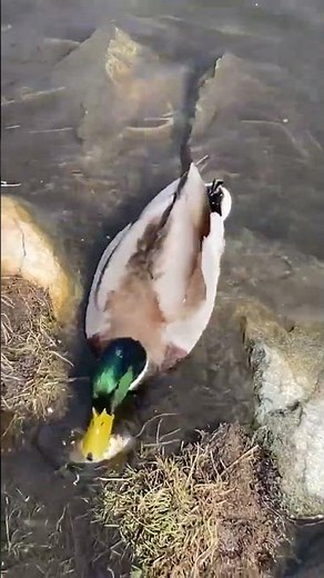 Mallard Duck EATING FISH WHOLE Up Close #nature #wildlife #animals #birds #shortvideo #shorts