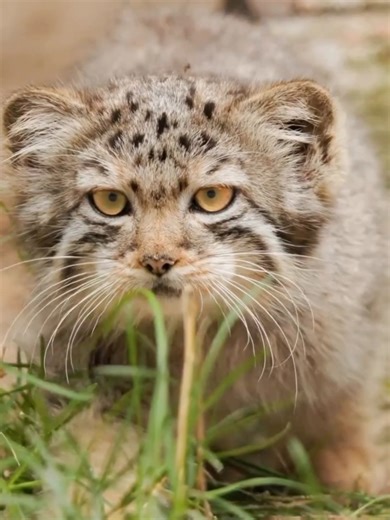 🐾 “Mom’s Mini Twin 😍 Look at this fluffy baby!” This adorable kitten looks just like its mama… double the fluff, double the cuteness 🥺💖 Who else can’t stop watching this? #catsoftiktok #kitten #fluffycat #cutecat #catlover