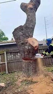 Professional lumberjack #oddlysatisfying #satisfying #fyp #asmr #tree