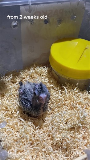 tiktok meet my first cockatiel🥹#cockatiel #fyp #explore #zyxcba