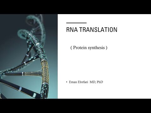 RNA translation (Protein Synthesis) Lecture summary #Medical_Biochemistry #اولي طب طنطا