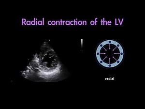 〖Echocardiography〗 Myocardial mechanics of the left ventricle