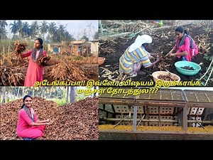 Turmeric harvesting|மஞ்சள் அறுவடை|manjal aruvadai in tamil|turmeric cultivation|my villagelife