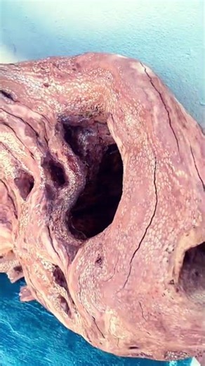 Creating Massive Natural Aquarium Decor!