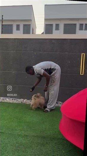 Gradually moving Bella from food reward to ball the right way. #lhasaapso #dogtrainer #puppy #viral